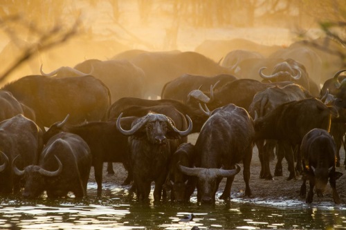 Nehimba Lodge 009